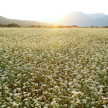 #aizu_landscape