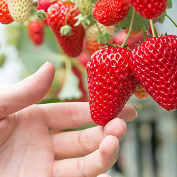 #aizu_fruitpicking